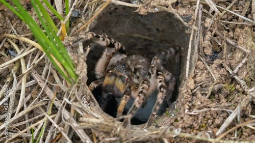 South Russian tarantula wolf spider (Lycosa singoriensis) carrying egg sac photo