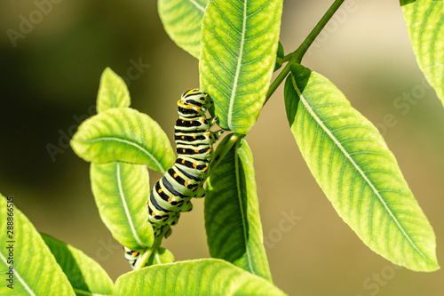 Beautiful striped Swallowtail butterfly caterpillar sits on bright green leaves of willow Salix integra Hakuro-Nishiki. Macro caterpillar of Papilio machaon butterfly. Selective focus