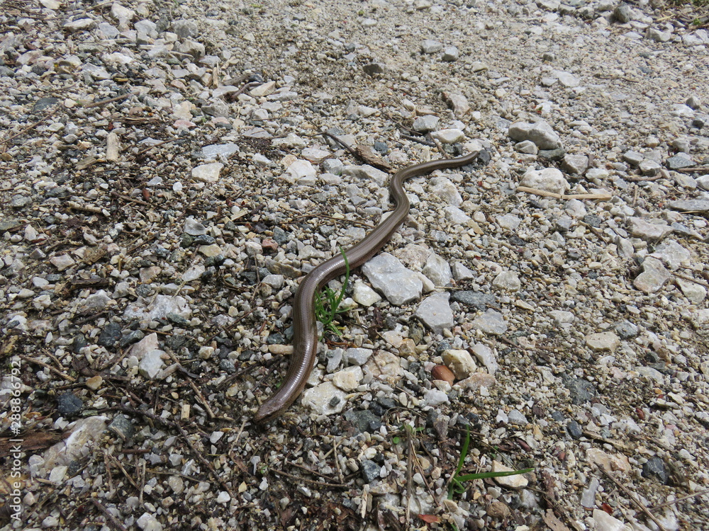 Fototapeta premium Mauntain Stolovi Serbia snake in it's habitat