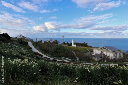 越前海岸の水仙畑