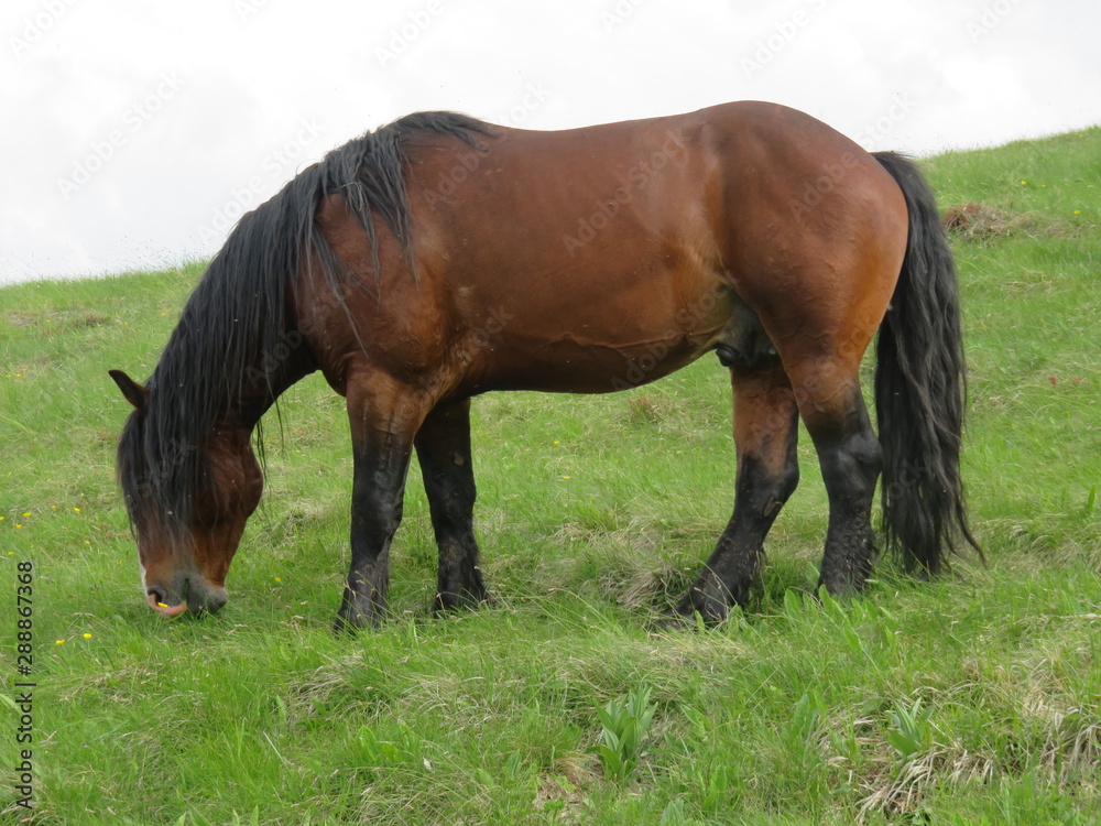 Mauntain Stolovi Serbia wild horse