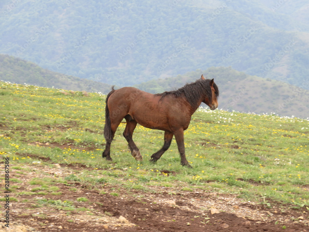 Fototapeta premium Mauntain Stolovi Serbia wild horse on pasture