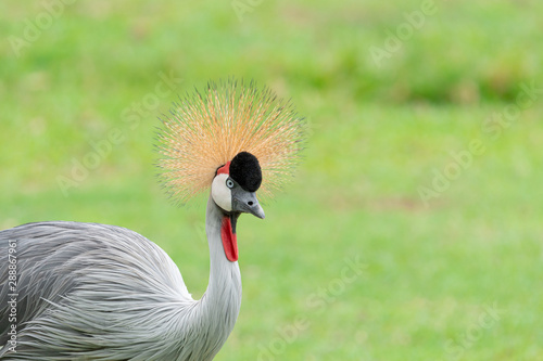 A portrait of Grey crowned crane (Balearica regulorum) with its stiff golden feathers on head in the field. © Supawit