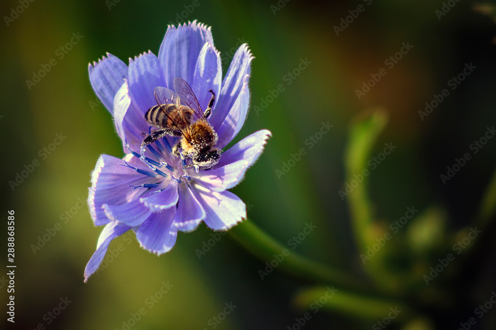 Bee on the purple flower. Bee on the purple flower.