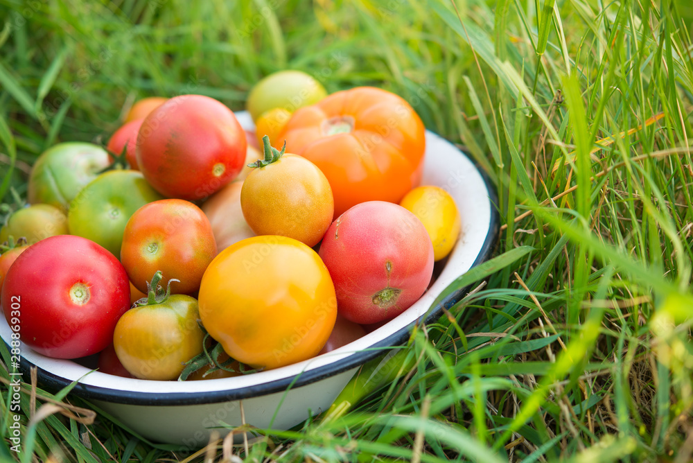 Fresh multicolored tomatoes in a bowl on a field Fresh multicolored tomatoes in a bowl on a field