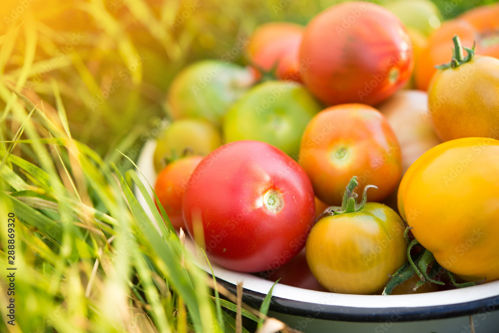 Fresh multicolored tomatoes in a bowl on a field Fresh multicolored tomatoes in a bowl on a field