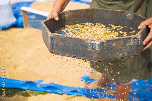 Farmers manually clean the harvested grain.