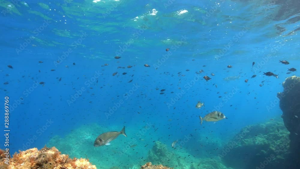 Fish (seabreams and damselfish) in the Mediterranean sea underwater, France, Occitanie, Pyrenees-Orientales, 59.94fps Fish (seabreams and damselfish) in the Mediterranean sea underwater, France, Occitanie, Pyrenees-Orientales, 59.94fps