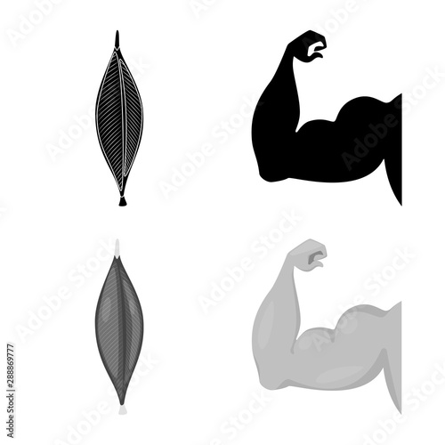 Isolated object of fiber and muscular icon. Set of fiber and body stock vector illustration.