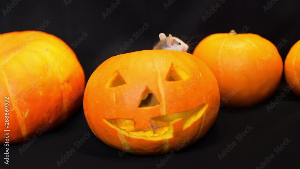 Little Rat Sniffing Pumpkins Around It. Jack-o-lantern is in the Middle of the Screen, Carved Halloween Pumpkin. Halloween Holiday Concept Little Rat Sniffing Pumpkins Around It. Jack-o-lantern is in the Middle of the Screen, Carved Halloween Pumpkin. Halloween Holiday Concept