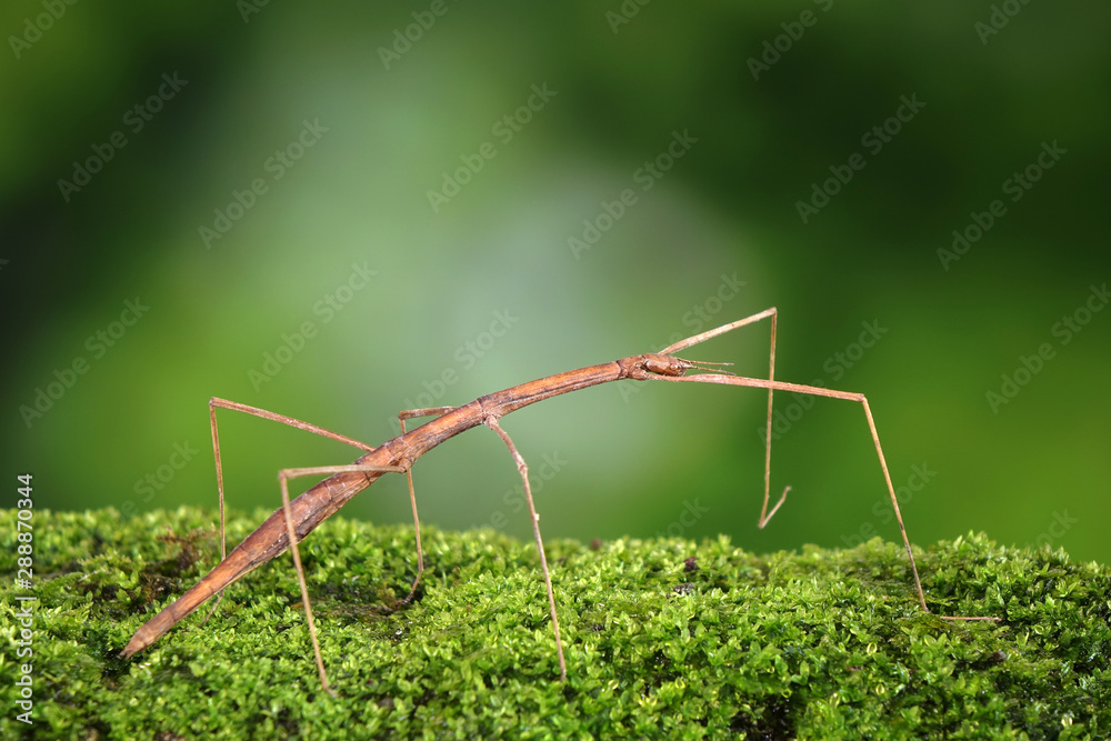 Stick insect or Phasmids (Phasmatodea or Phasmatoptera) also known as walking  stick insects, stick-bugs, bug sticks or ghost insect. Stick insect  camouflaged on moss. Selective focus, copy space Stock Photo | Adobe