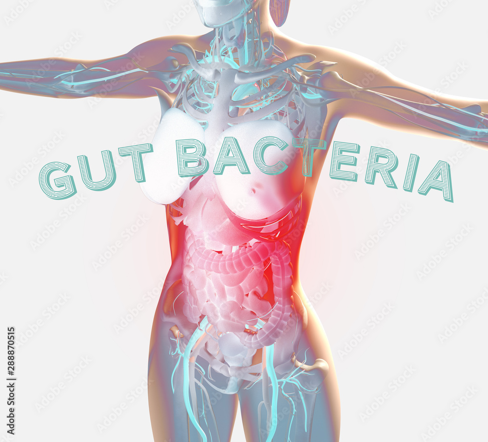 Female anatomy showing digestive system, gut bacteria and microbiome. 3D illustration