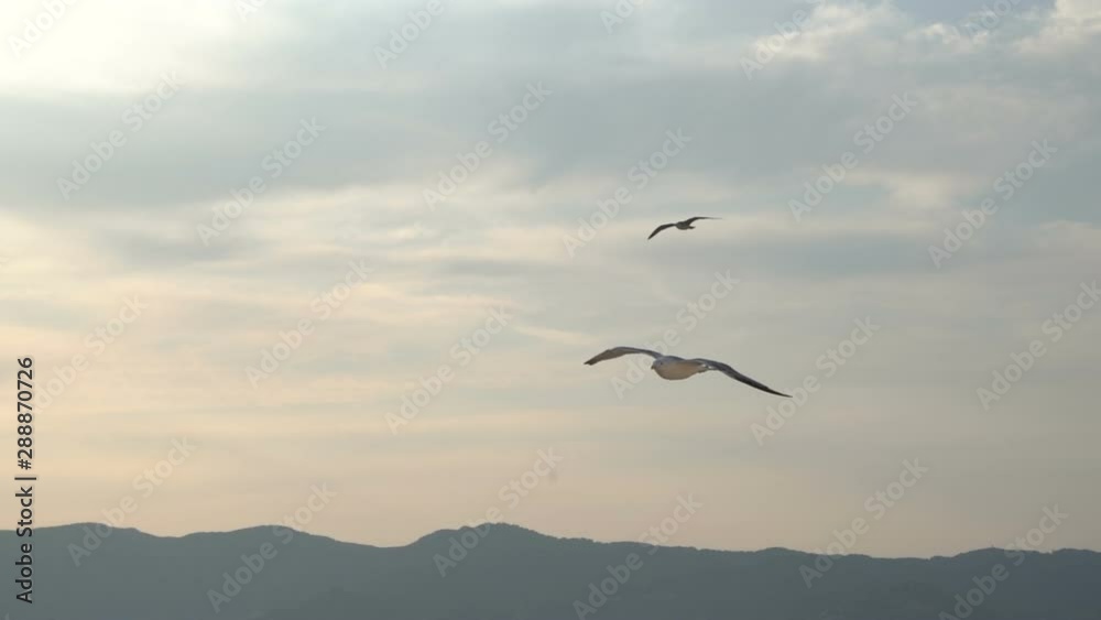 Seagulls flying in the sky with beautiful clouds Seagulls flying in the sky with beautiful clouds