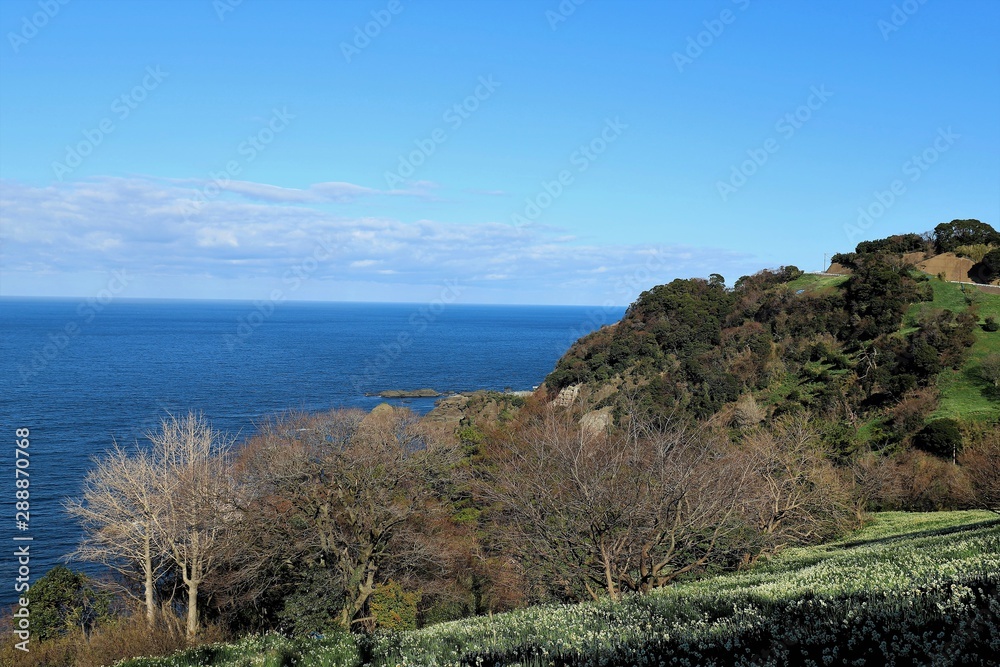 越前海岸の水仙畑