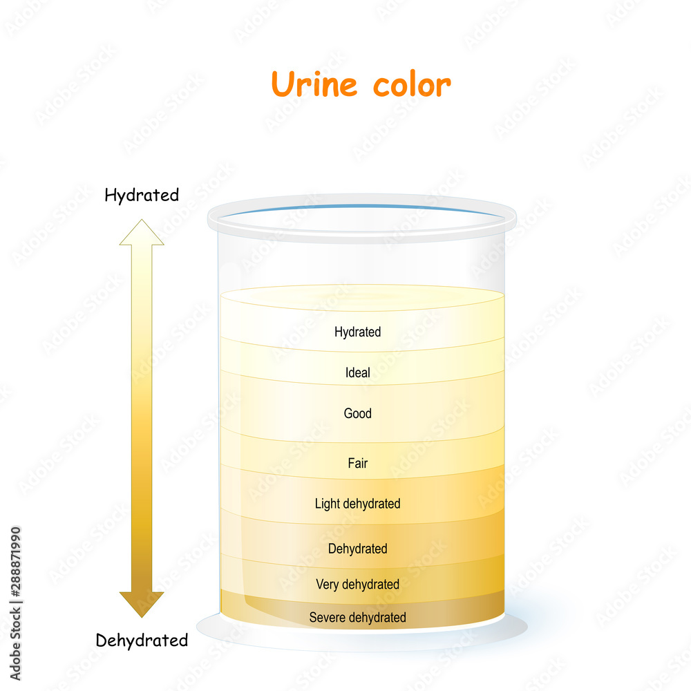 Urine Color Chart and Meaning. Assessing hydration Stock Vector | Adobe ...