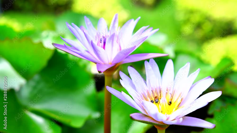 Bees flying with the lotus pollen. Bees flying with the lotus pollen.