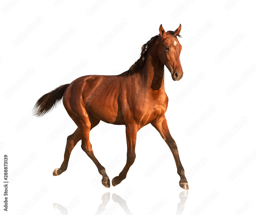 Obraz premium horse isolated on white background