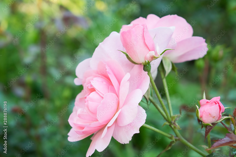 Pink roses with green blured background. Close up nature photo. Pink roses with green blured background. Close up nature photo.
