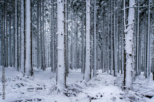 winter wonderland © Christopher