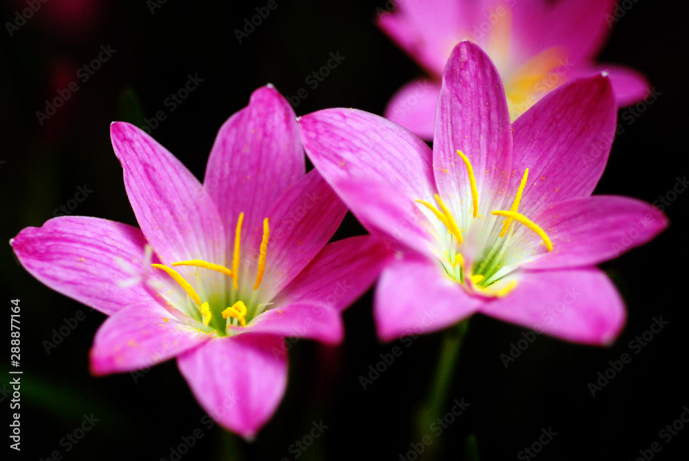 Pink Lily Flowers with pollen grains