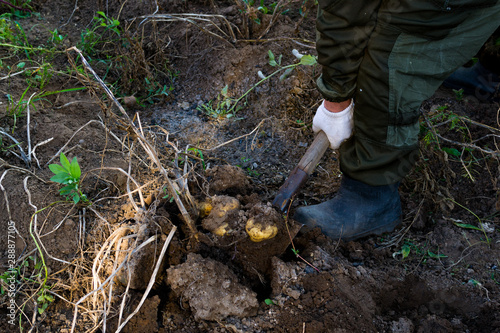 a man digs potatoes with a shovel. Russia, harvesting.
