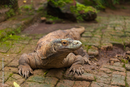 Komodo Dragon