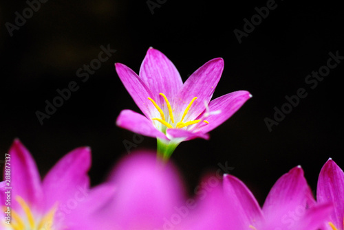 Pink Lily Flowers with pollen grains