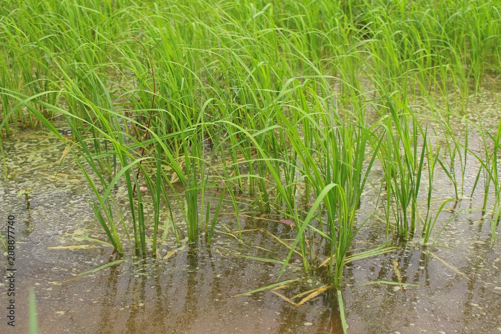 Jasmine rice plants are growing in paddy fields that have a lot of water due to rain Jasmine rice plants are growing in paddy fields that have a lot of water due to rain