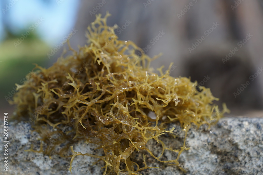 Grüne und braune algen an einem Strand auf Mauritius Grüne und braune algen an einem Strand auf Mauritius