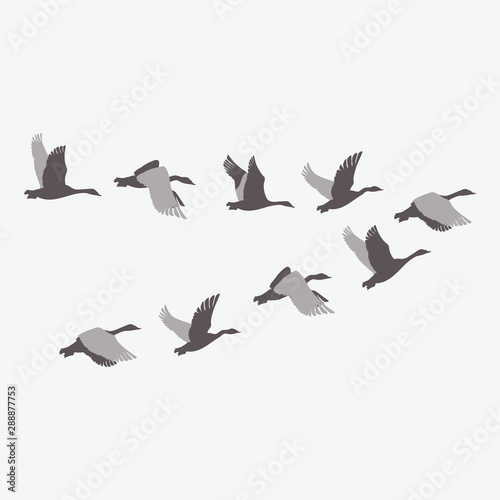 A flock of ducks. A cartoon flock of birds. Vector illustration of flying birds. Drawing for children.