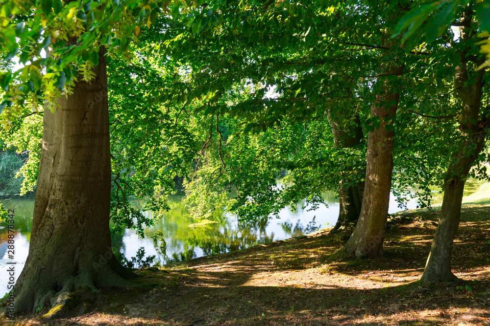 Fototapeta premium trees and water in public park. Rinteln, Germany