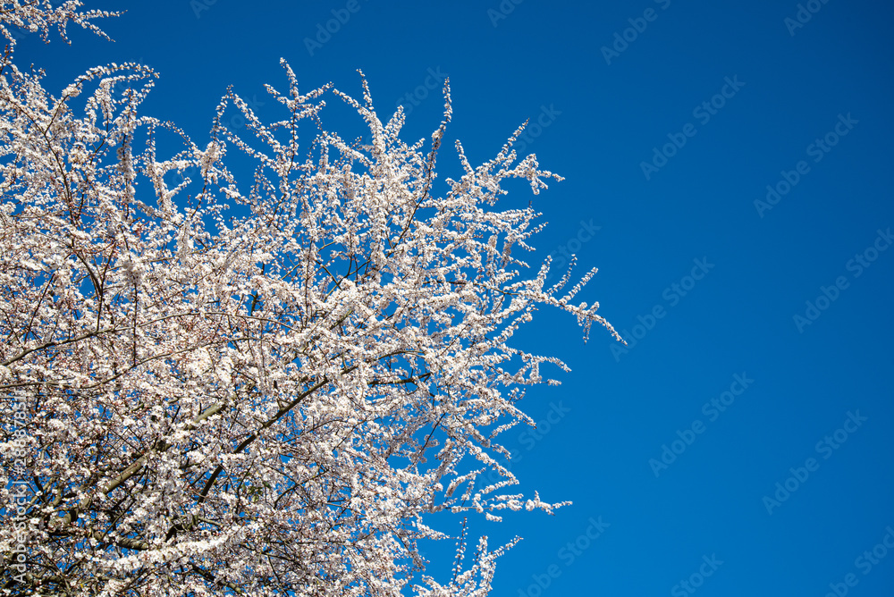 Cherry Blossom Cherry Blossom