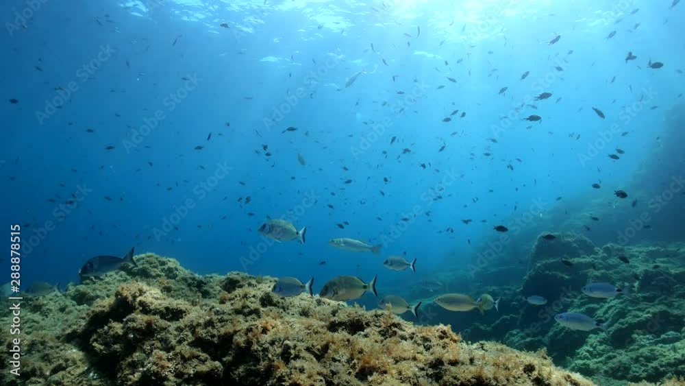 Seascape underwater, many fish in the Mediterranean sea, France, Occitanie, Pyrenees-Orientales, 59.94fps Seascape underwater, many fish in the Mediterranean sea, France, Occitanie, Pyrenees-Orientales, 59.94fps