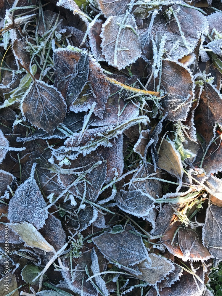 photo of autumn leaves in hoarfrost in the grass winter