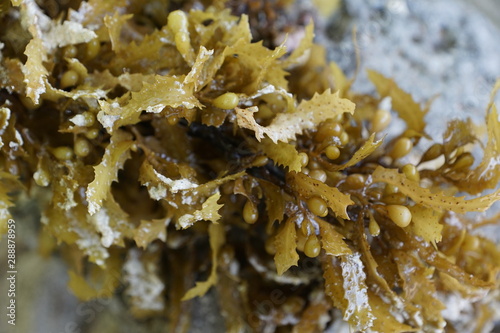 Braune und gr  ne algen im wasser auf mauritius im sommer 