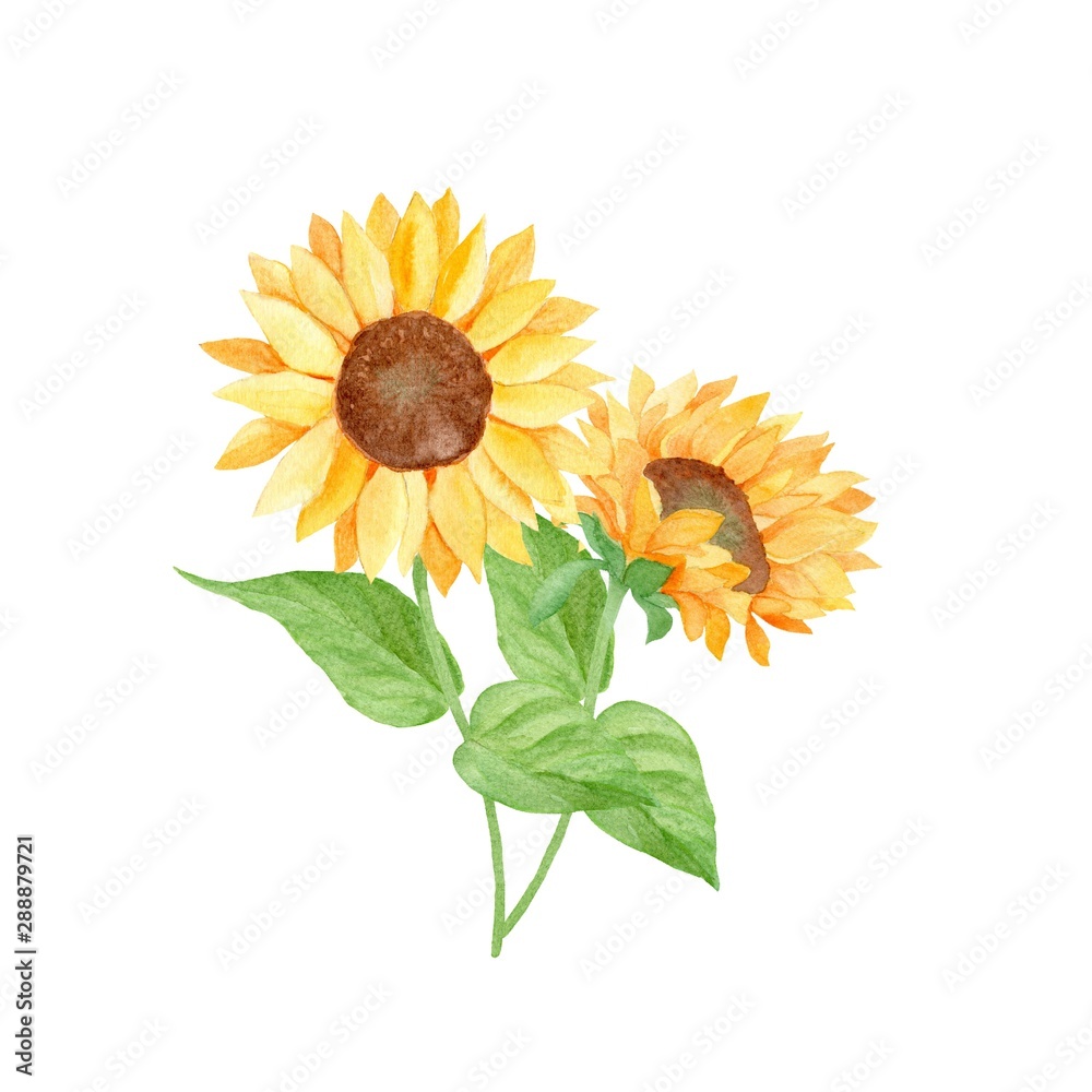 Fototapeta premium sunflower isolated on white background