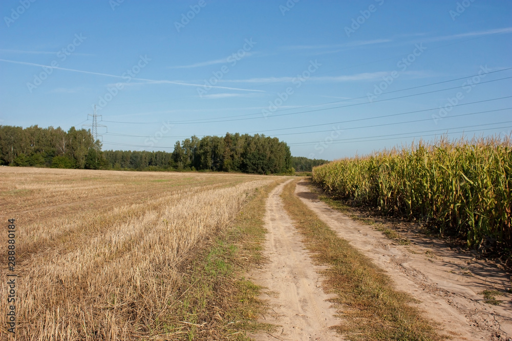 Summer rural landscape with a field road dividing a corn field and a field with an already cleaned fence, against a bright blue sky.