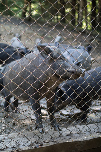 herd of wild boars in the forest, baby boars behind the fence