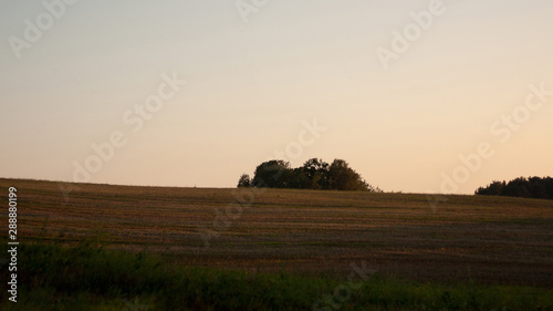 Evening. Against the background of the sky, illuminated by the sunset rays of the sun, a yellow-orange field after harvesting and a group of trees near the horizon.