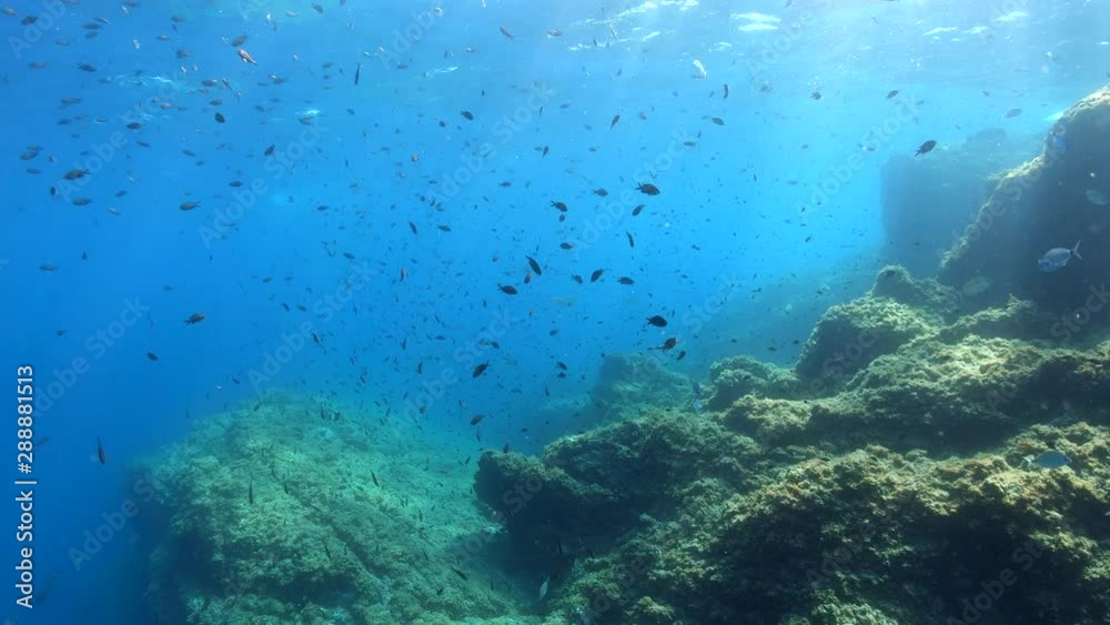 Underwater seascape, fish shoal (damselfish) and rock near water surface in the Mediterranean sea, France, Occitanie, Pyrenees-Orientales Underwater seascape, fish shoal (damselfish) and rock near water surface in the Mediterranean sea, France, Occitanie, Pyrenees-Orientales