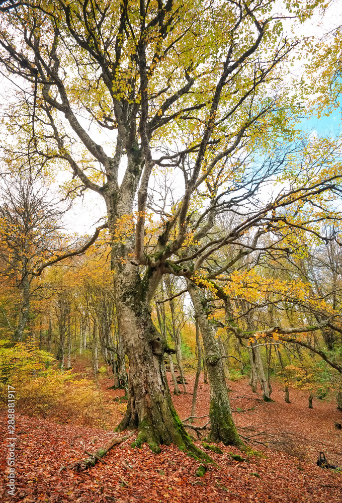 Trail through a mysterious dark old forest in fog. Autumn morning in Crimea. Magical atmosphere. Fairytale