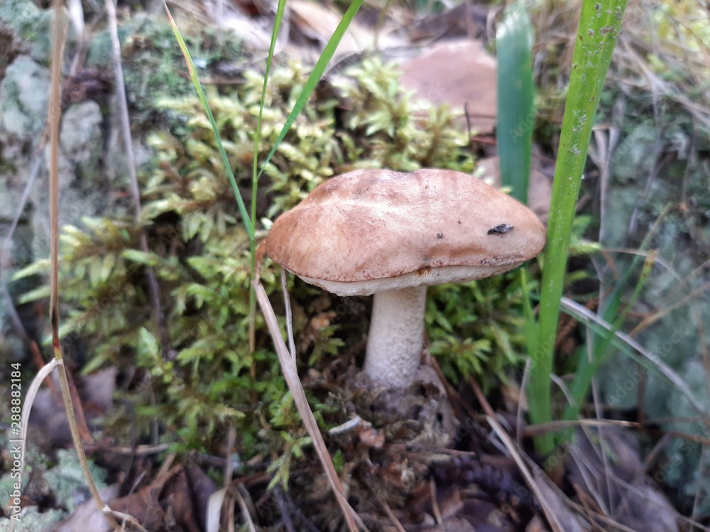 Boletus growing in the woods. Edible forest mushroom. Selective focus. Mobile photography. Boletus growing in the woods. Edible forest mushroom. Selective focus. Mobile photography.