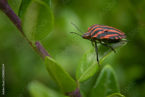 Roter Käfer © alexurs