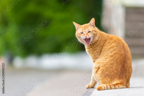 Close up portrait of ginger cat