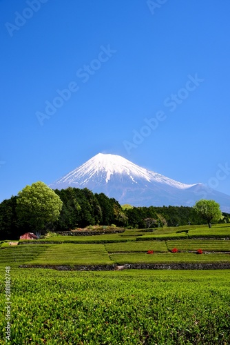 富士山と茶畑 © Goryu