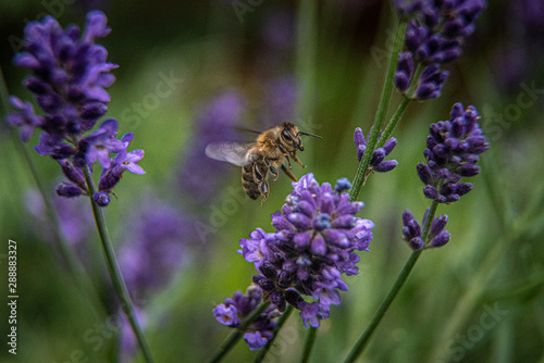 Biene im Flug