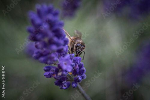 Biene auf Lavendelblüte © alexurs
