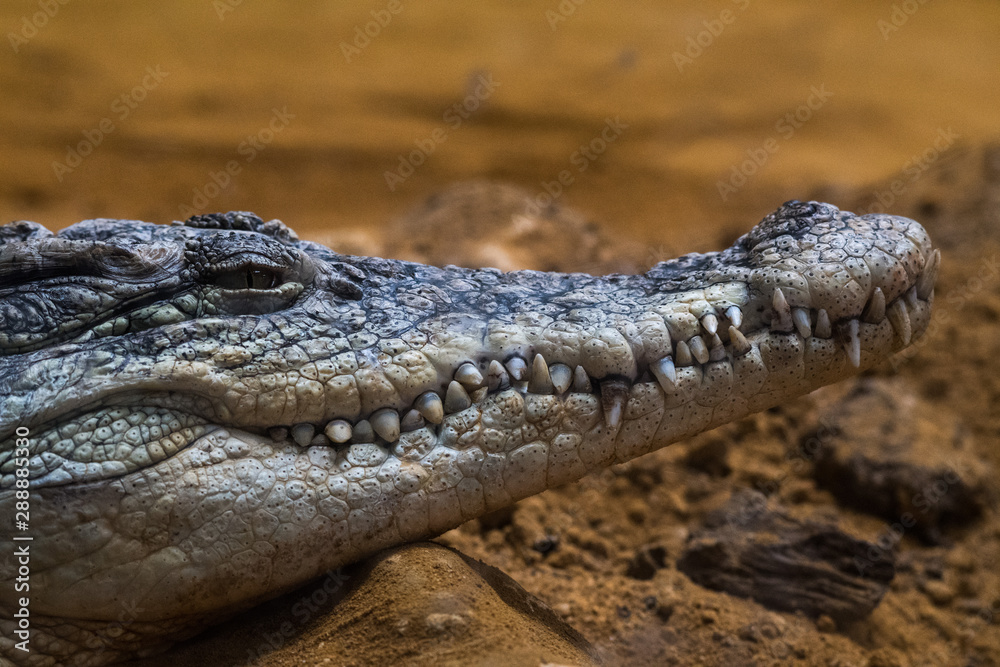 Head of Nile crocodile (Crocodylus niloticus) showing teeth Head of Nile crocodile (Crocodylus niloticus) showing teeth