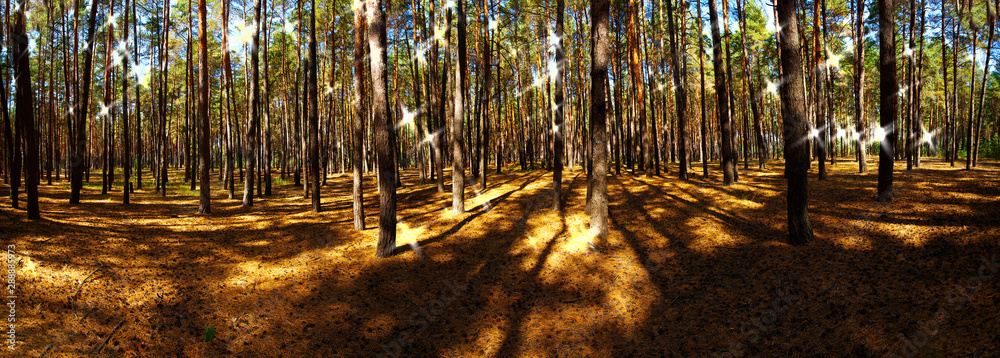 Fototapeta premium panorama of summer sunny pine forest