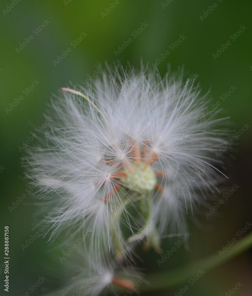 Fototapeta premium Close up shot of grass flower